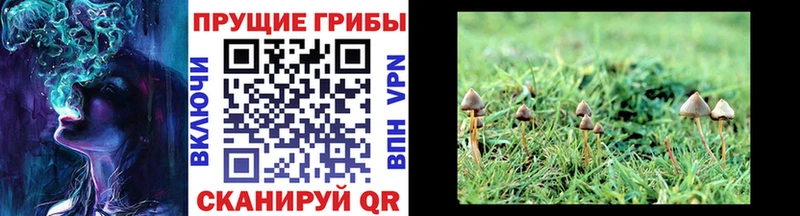 Галлюциногенные грибы Psilocybe  Темников 